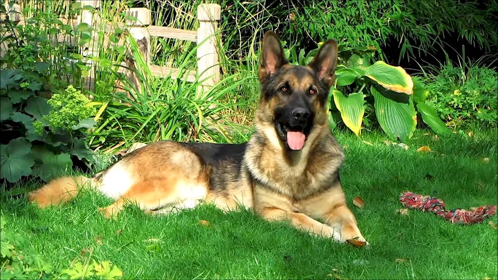 Daufmann's German Shepherd