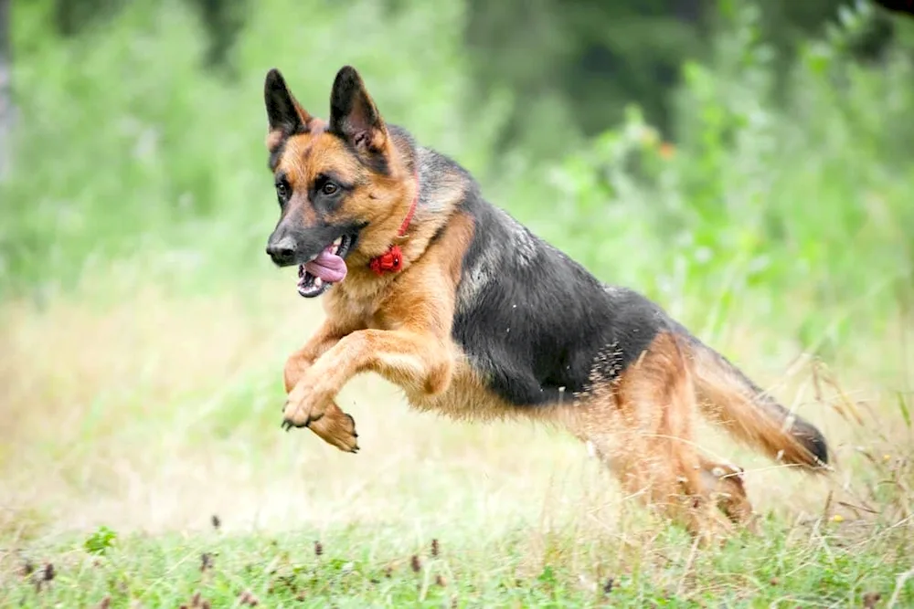 Belgian Shepherd Malinois