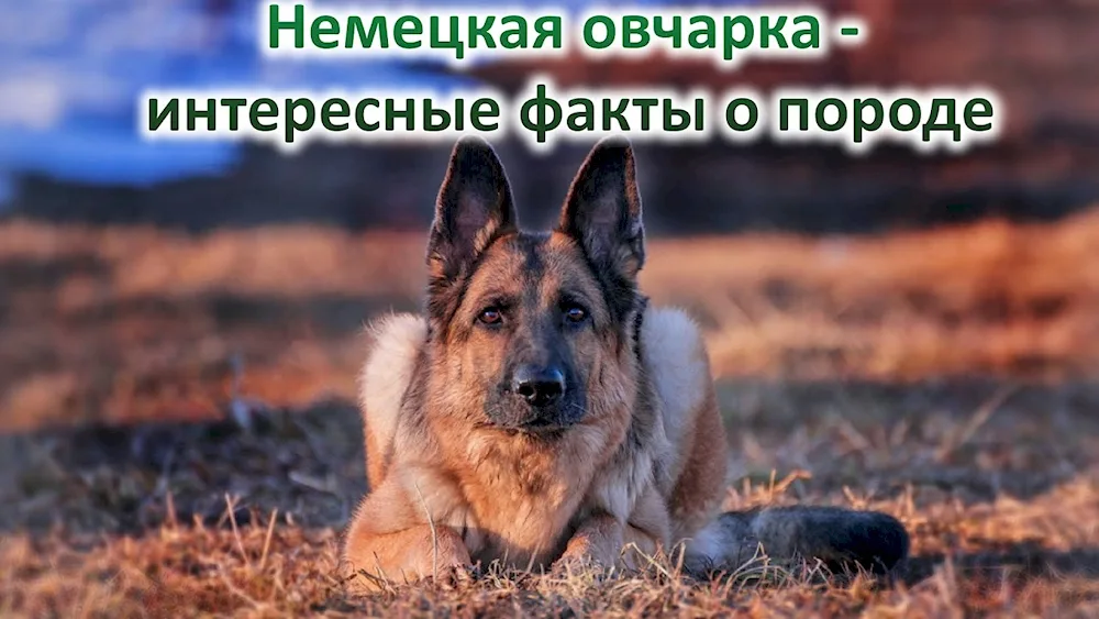 Eastern German Shepherd dog European Shepherd