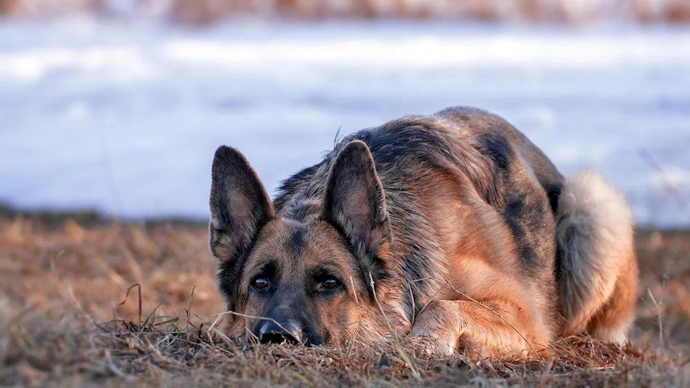 German Shepherd Dog Shepherd