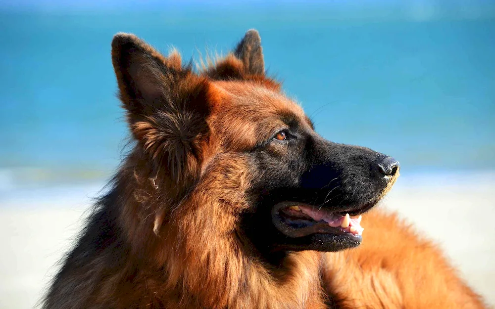 Belgian Malinois