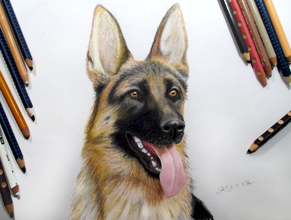 German Shepherd colouring