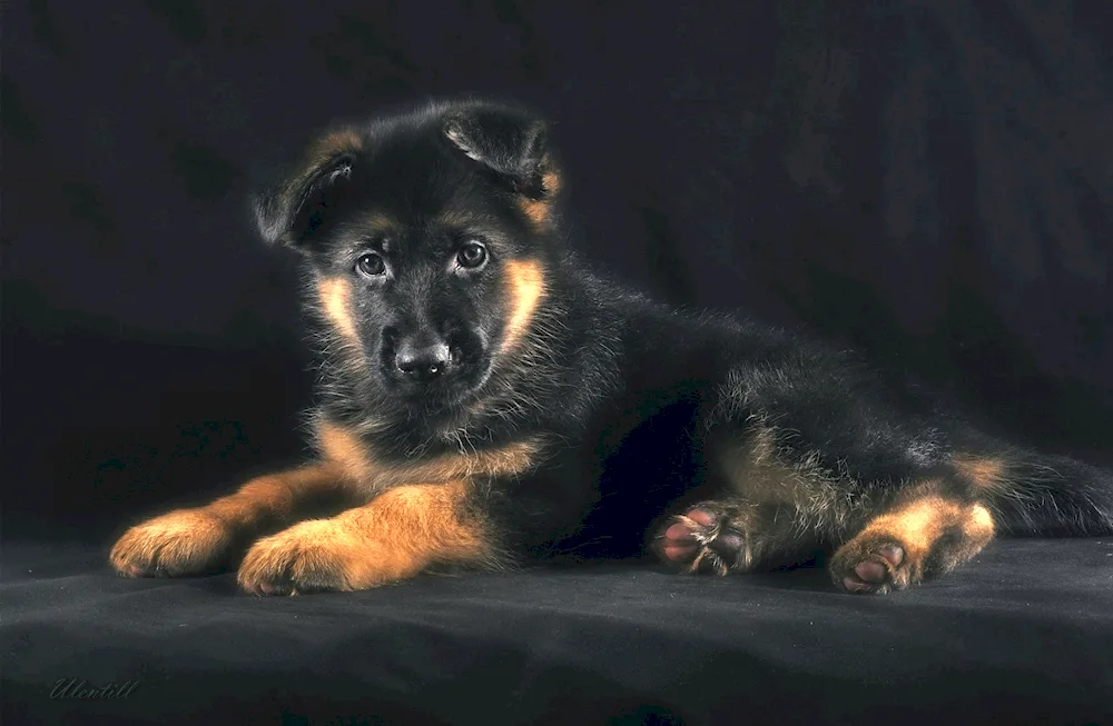 Canadian Shepherd Dogs Redhead