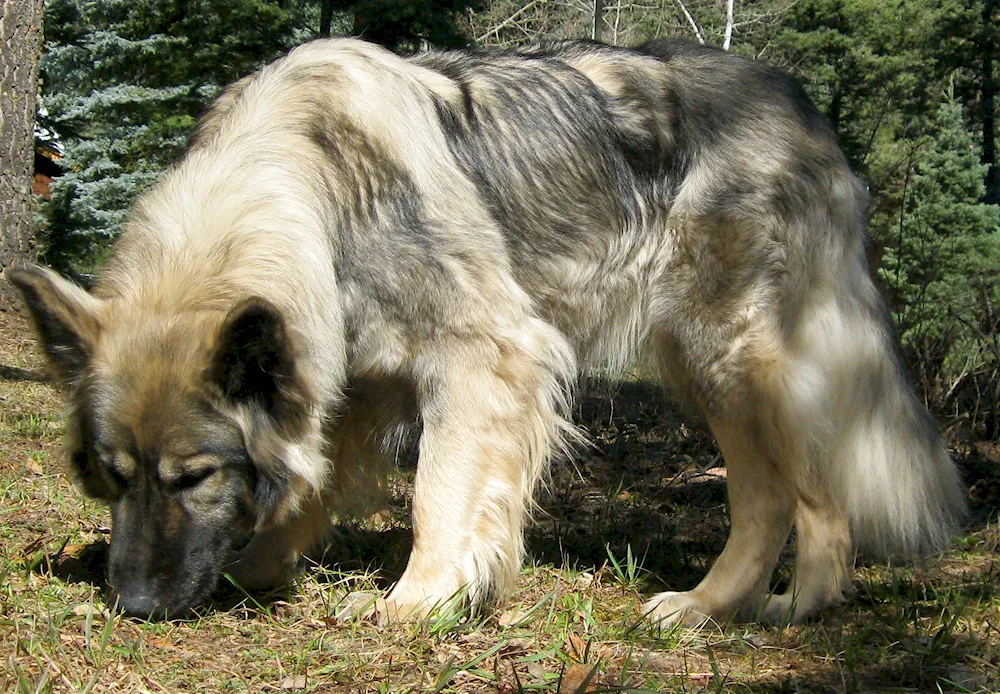 Eastern European sheepdog European Shepherd Black