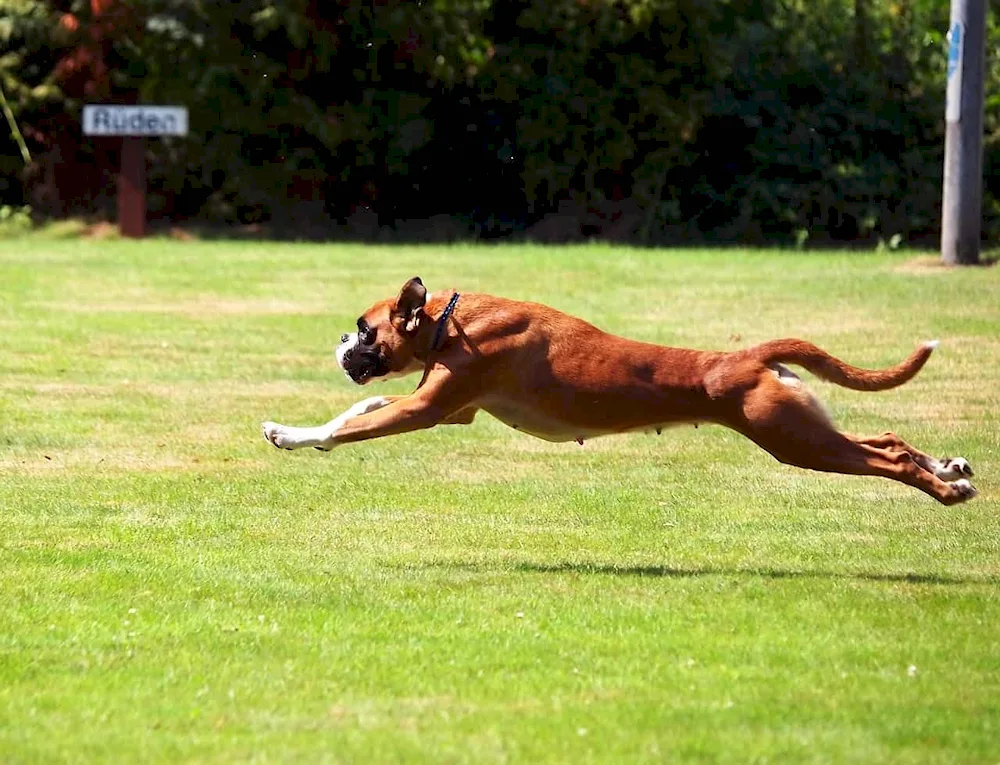 German Boxer