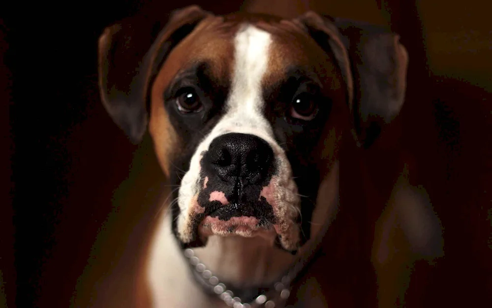 German Boxer dog