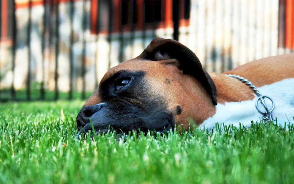 Breed of boxer