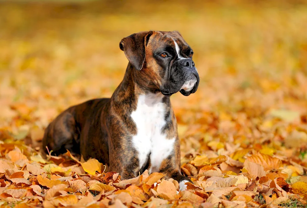 Boxer dog