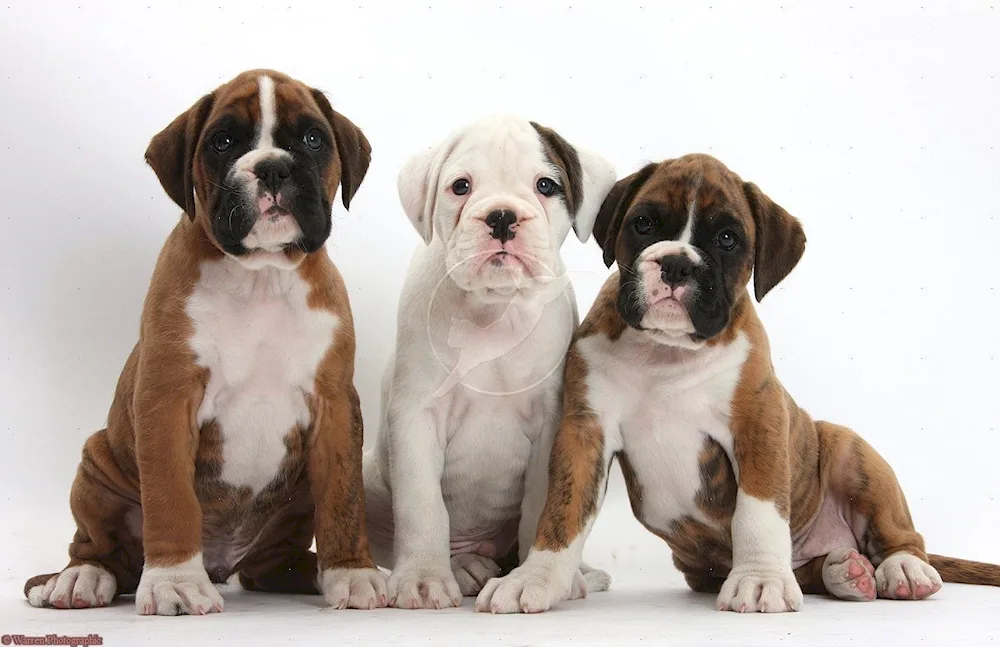 German Boxer puppies