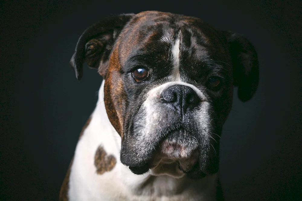 Breed of boxer