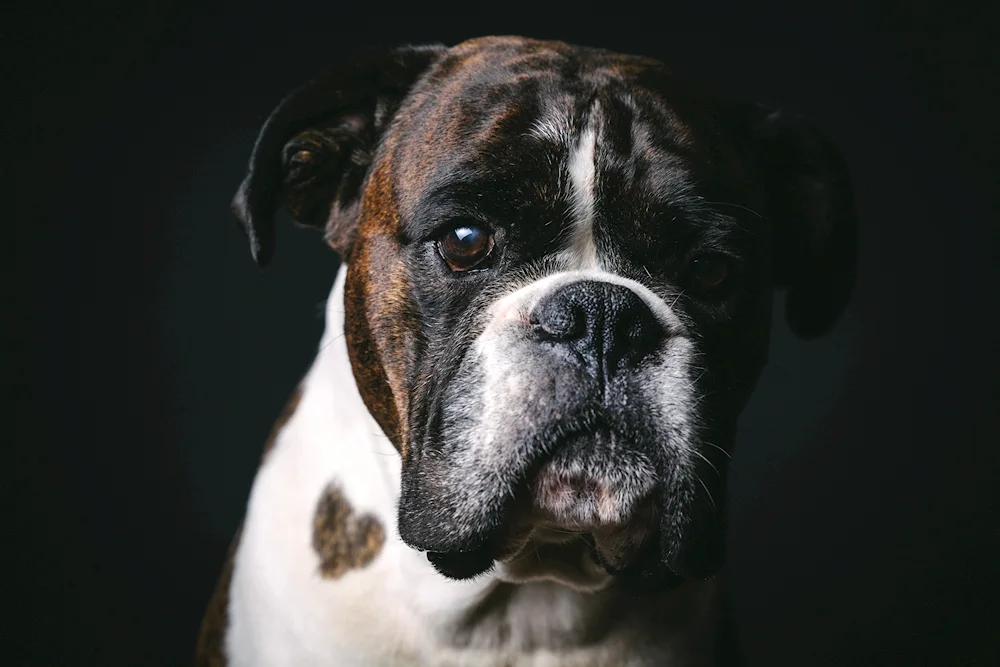 German bulldog black