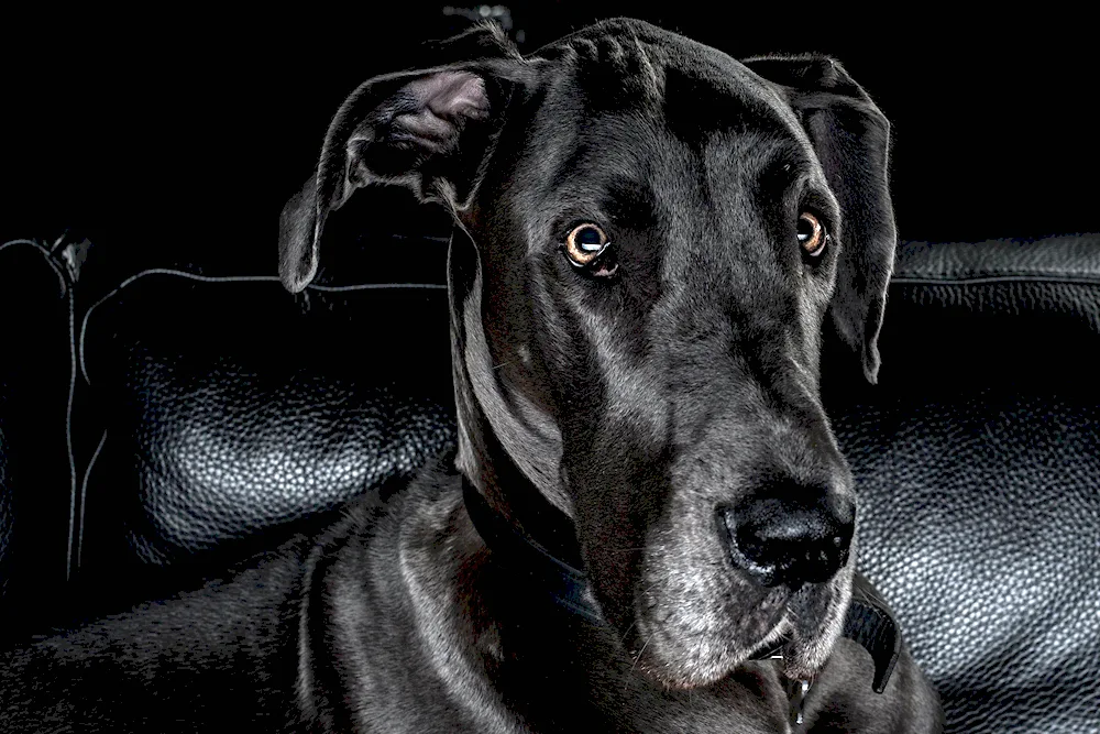 Great Dane dog