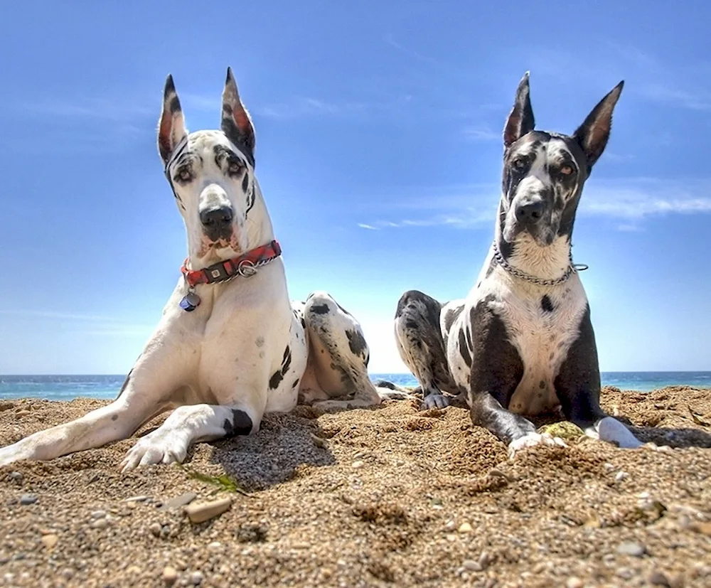 Great Dane dog