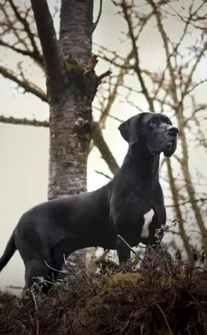 Great Dane dog