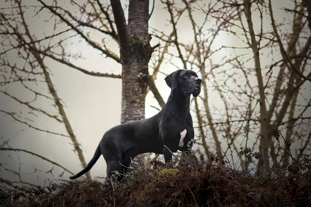 Great Dane dog