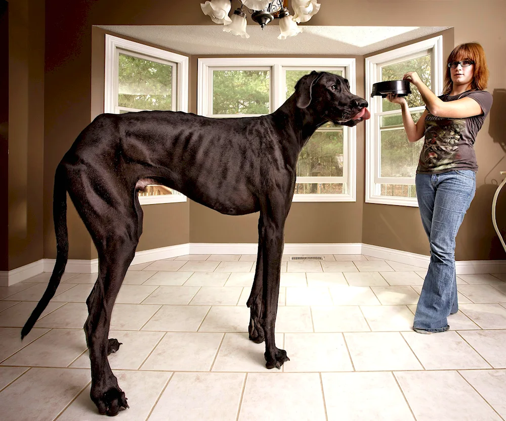 English Mastiff. Mastiff