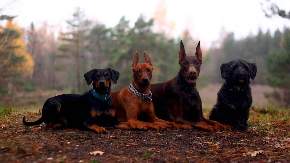 Doberman dog dog