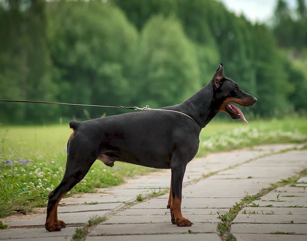 Labrador pinscher