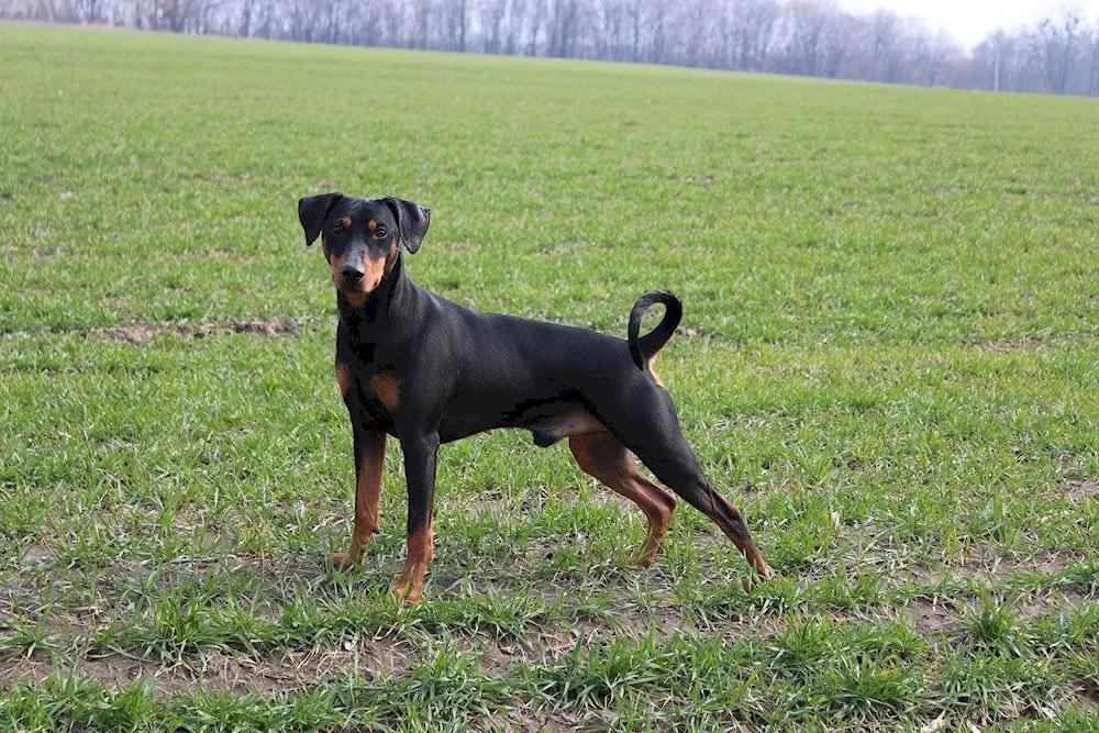 Dachshund and Jack Russell métis