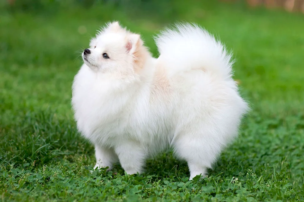 Pomeranian Spitz Boo