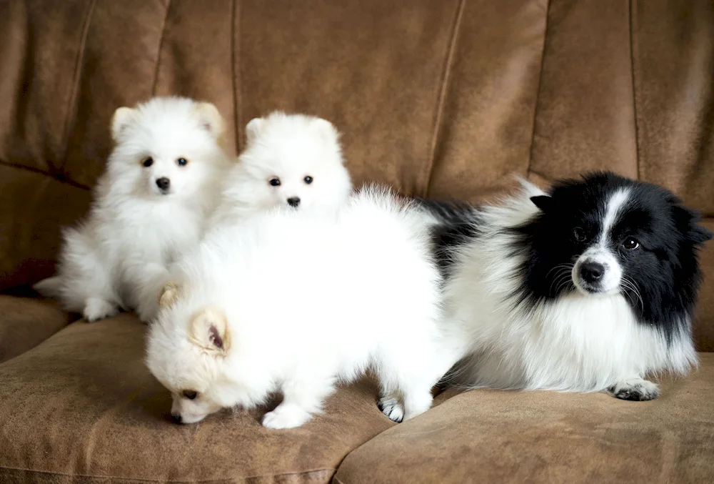 Pomeranian Spitz black