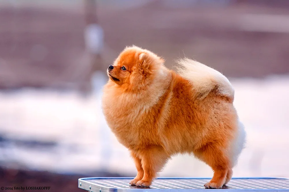 German Spitz