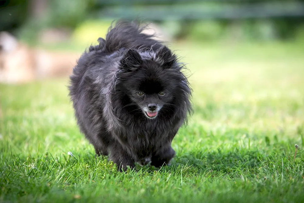Beautiful dogs