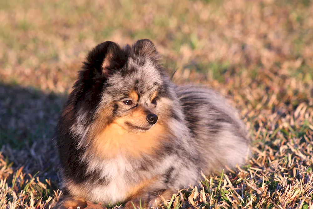 German Spitz Merle