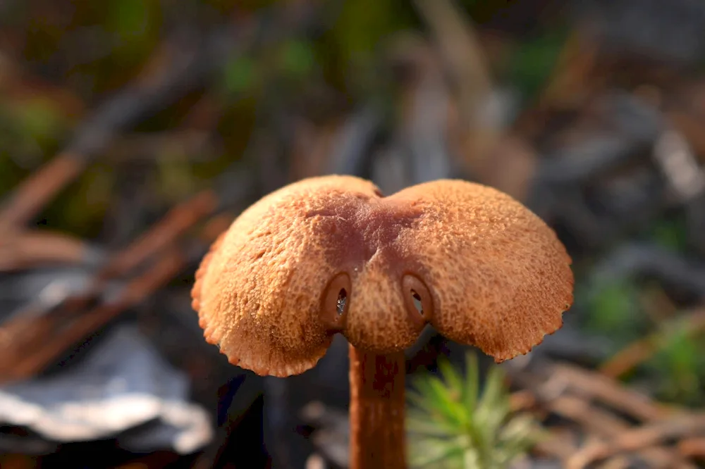 Nonordinary mushrooms
