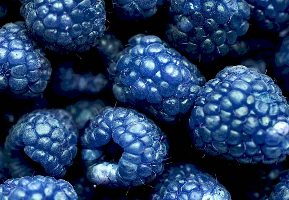 Blue coloured fruit