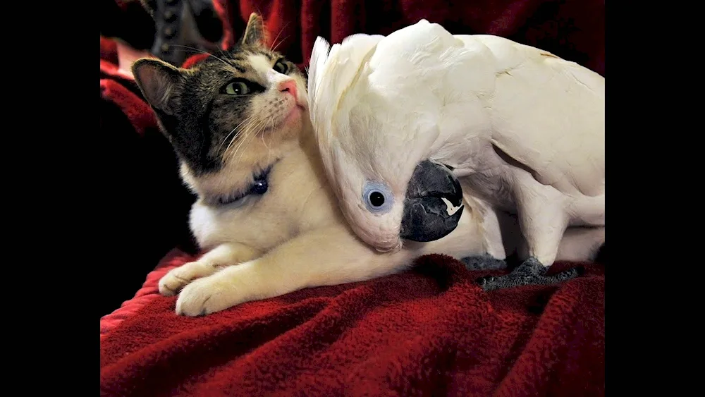 Unusual pets