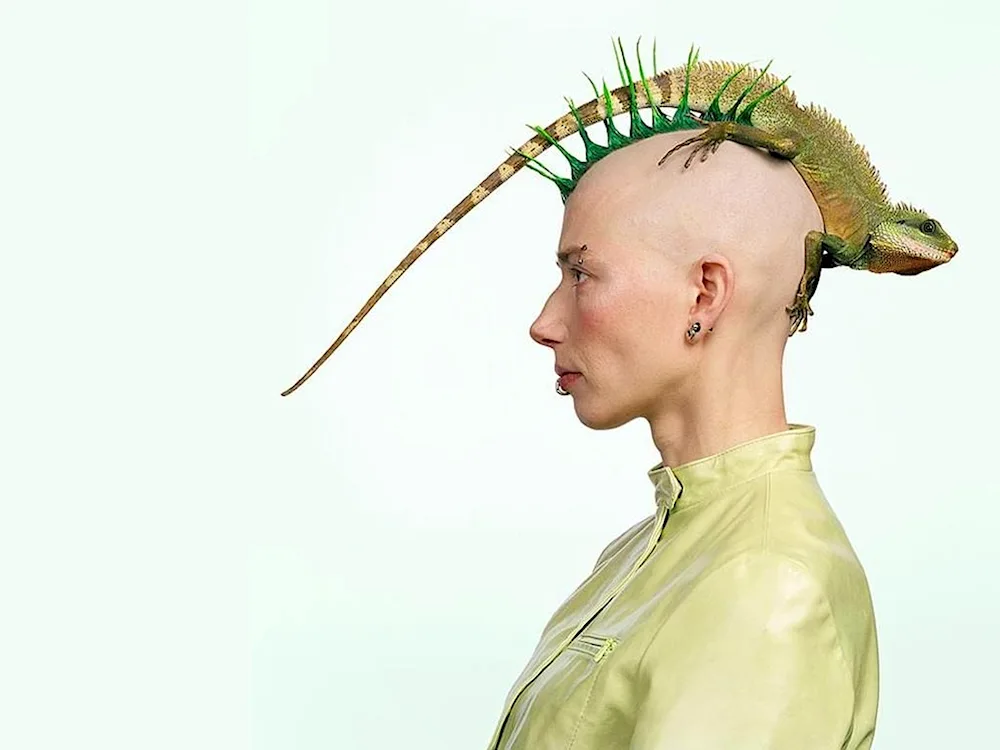 Andercat Pompadour