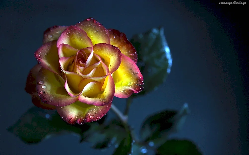 Rose Osiria
