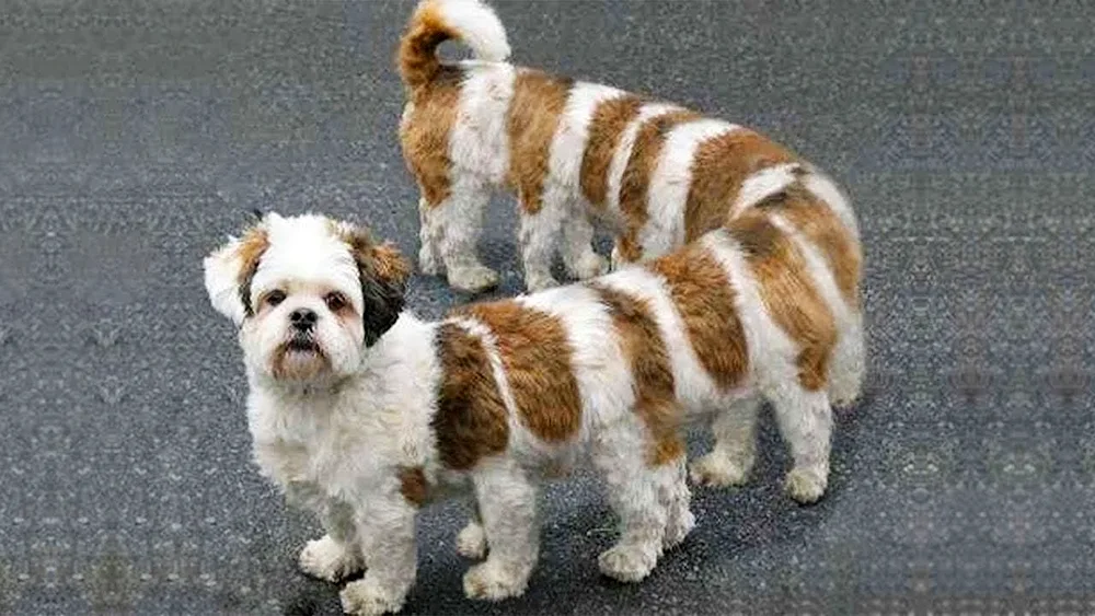 Unusual dogs