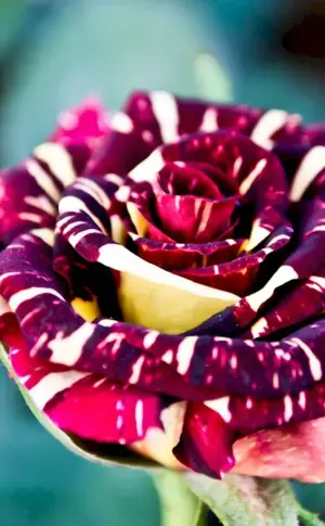 Unusual flowers