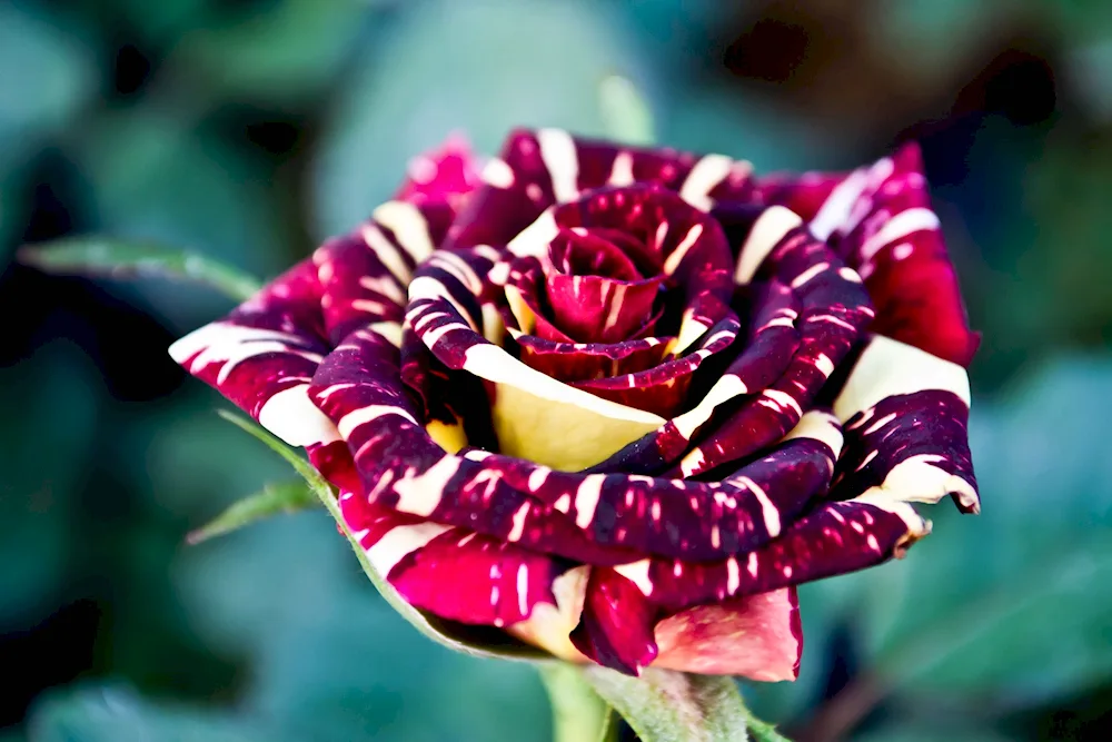 Unusual flowers