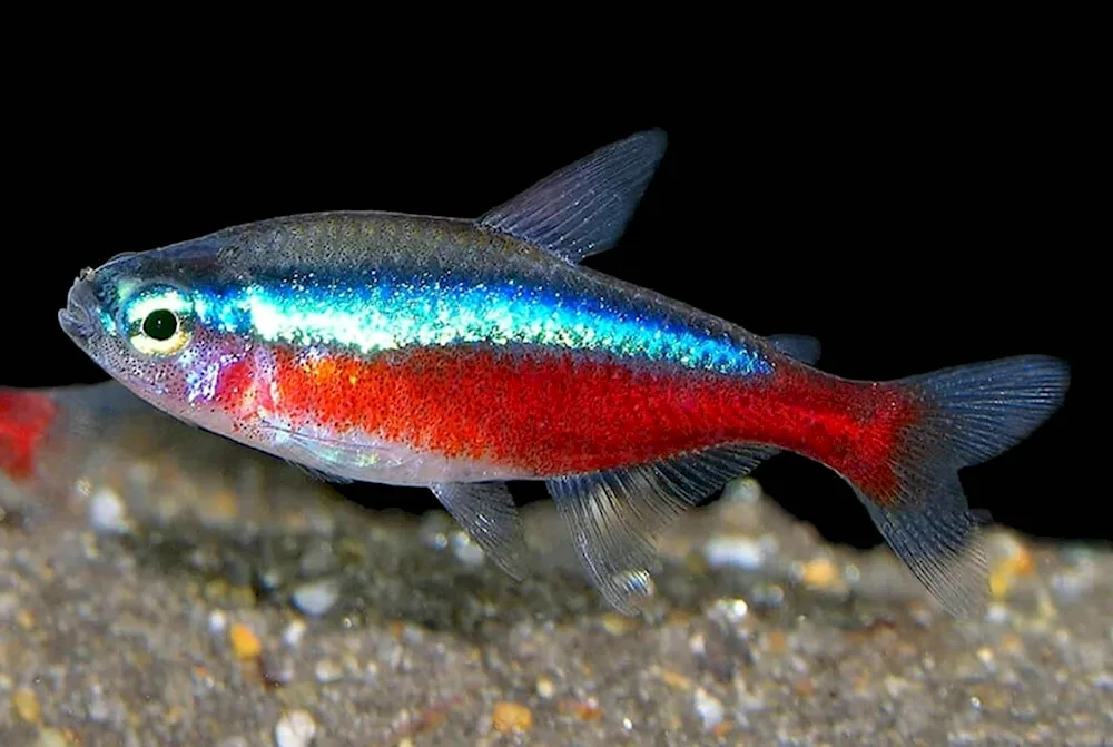 Crowned Chironomys aquarium fish