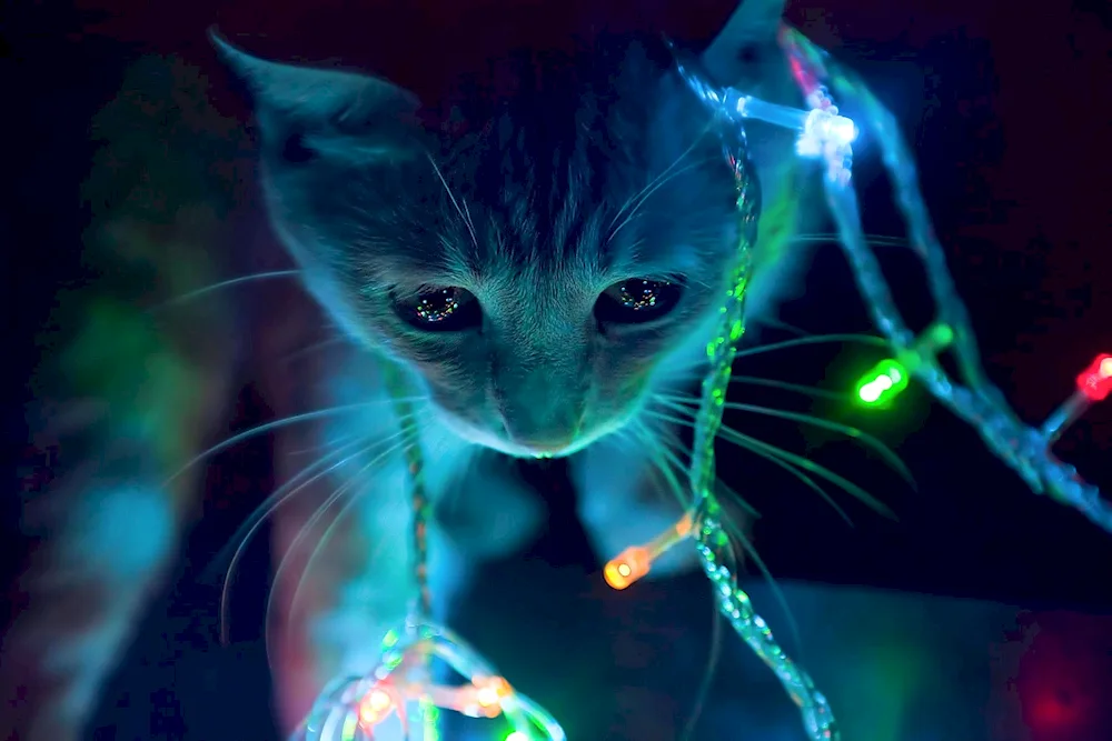 Neon cat