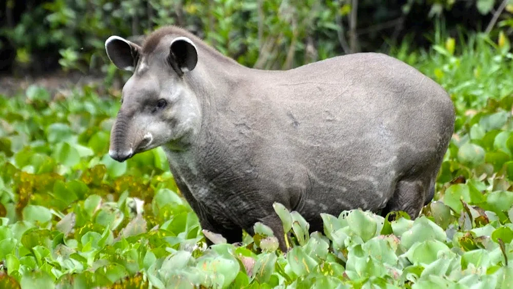 Cheeked tapir