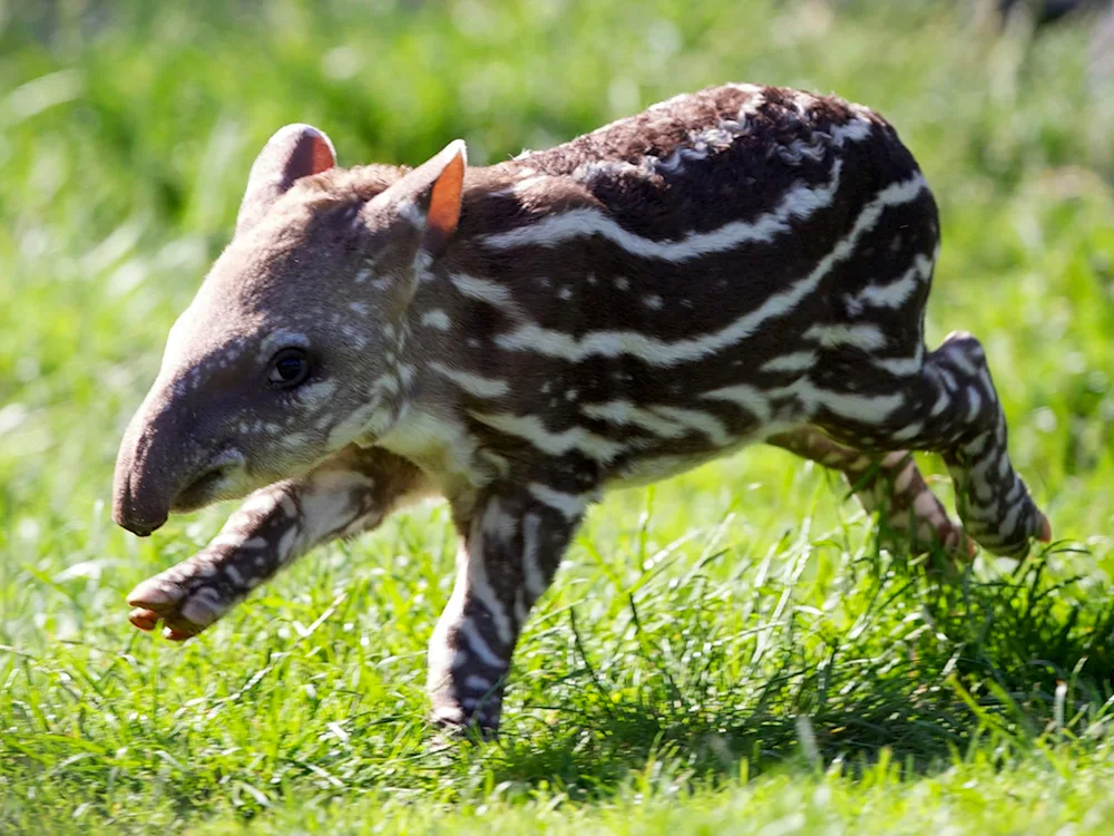 Cheprachian tapir