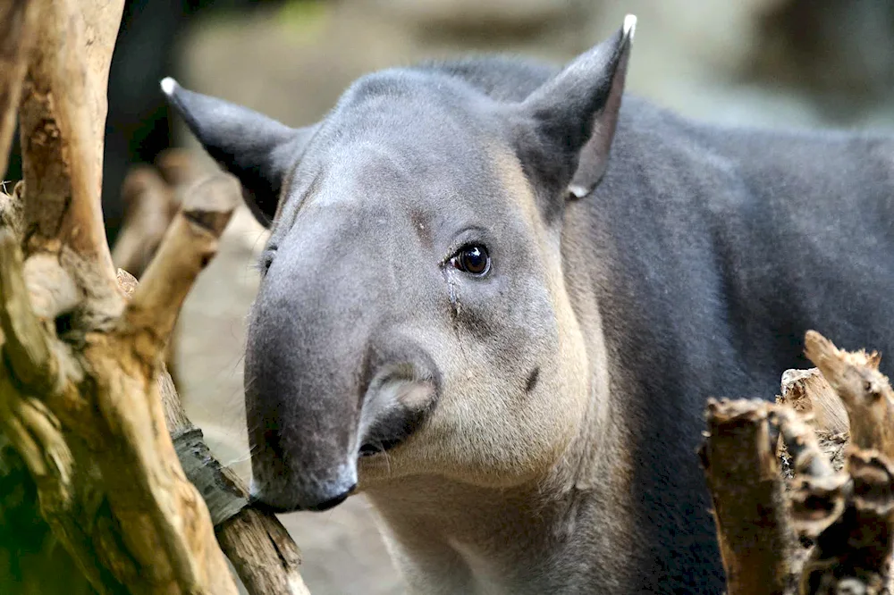 Cheprachian tapir