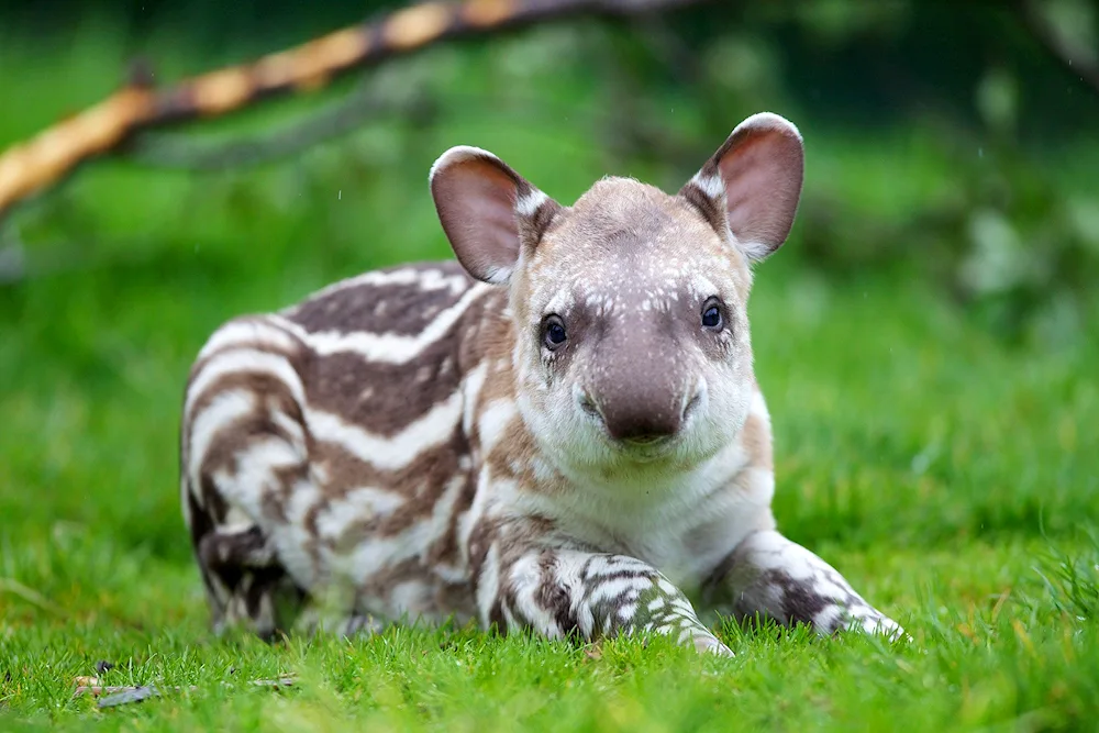 Spotted tapir