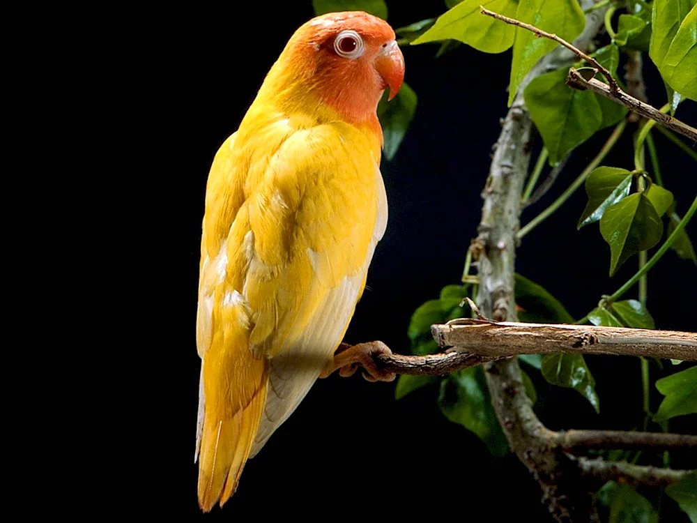 Fisher golden parrot