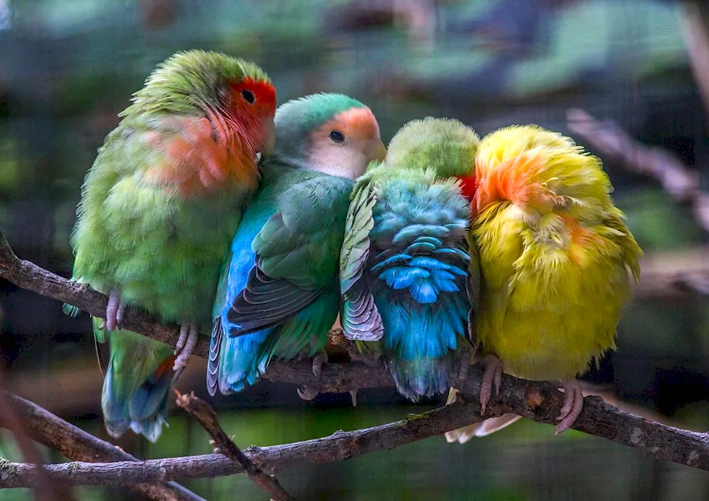 Wavy parrots Parrot