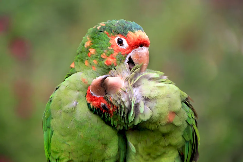 Wave parrots