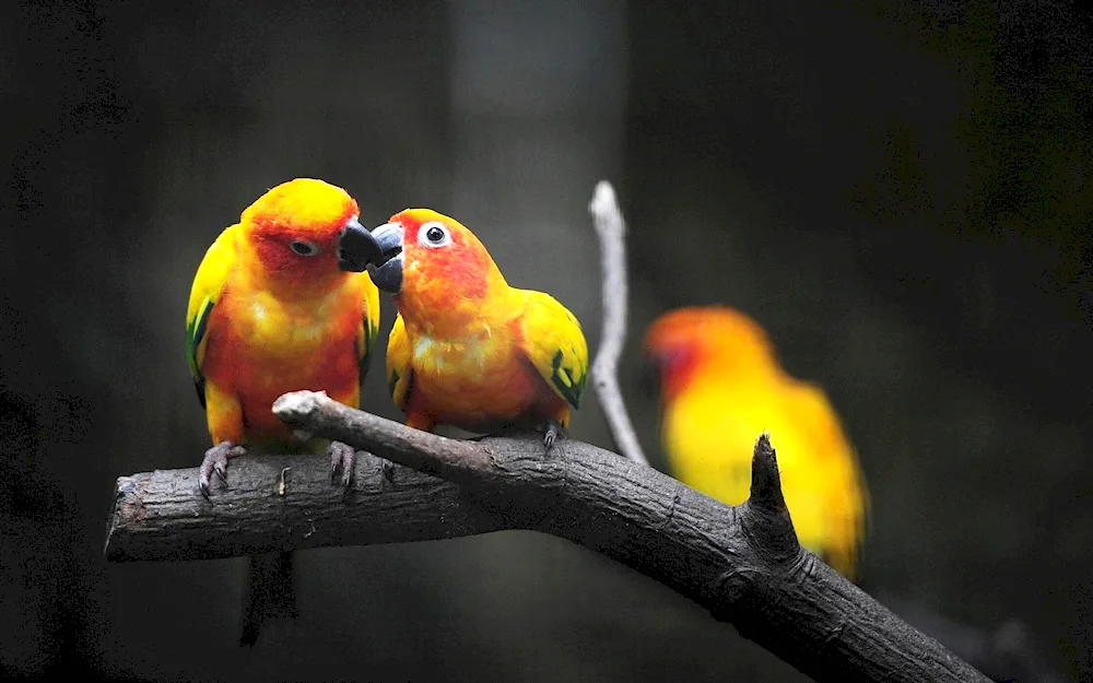 Peach parrots