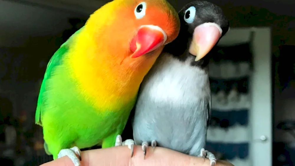 Loricet parrots