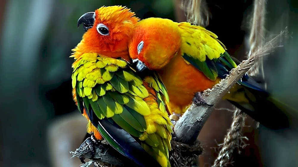 Parrot