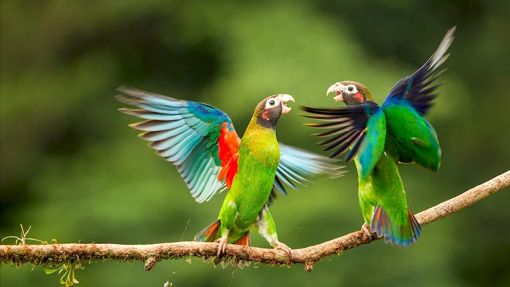 Cockatoo Parrots