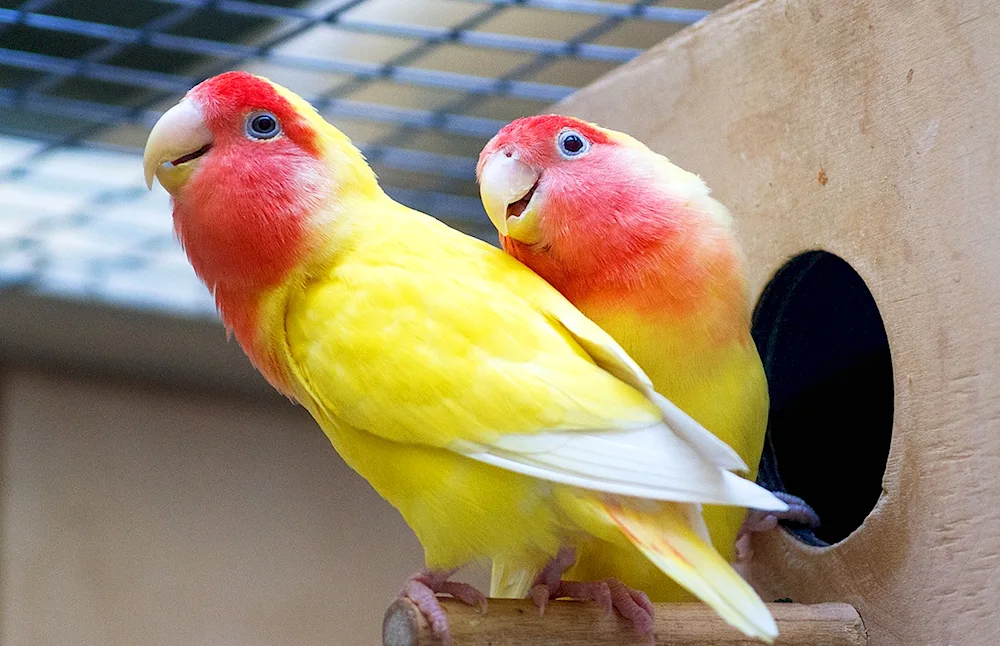 Sun Conure parrot